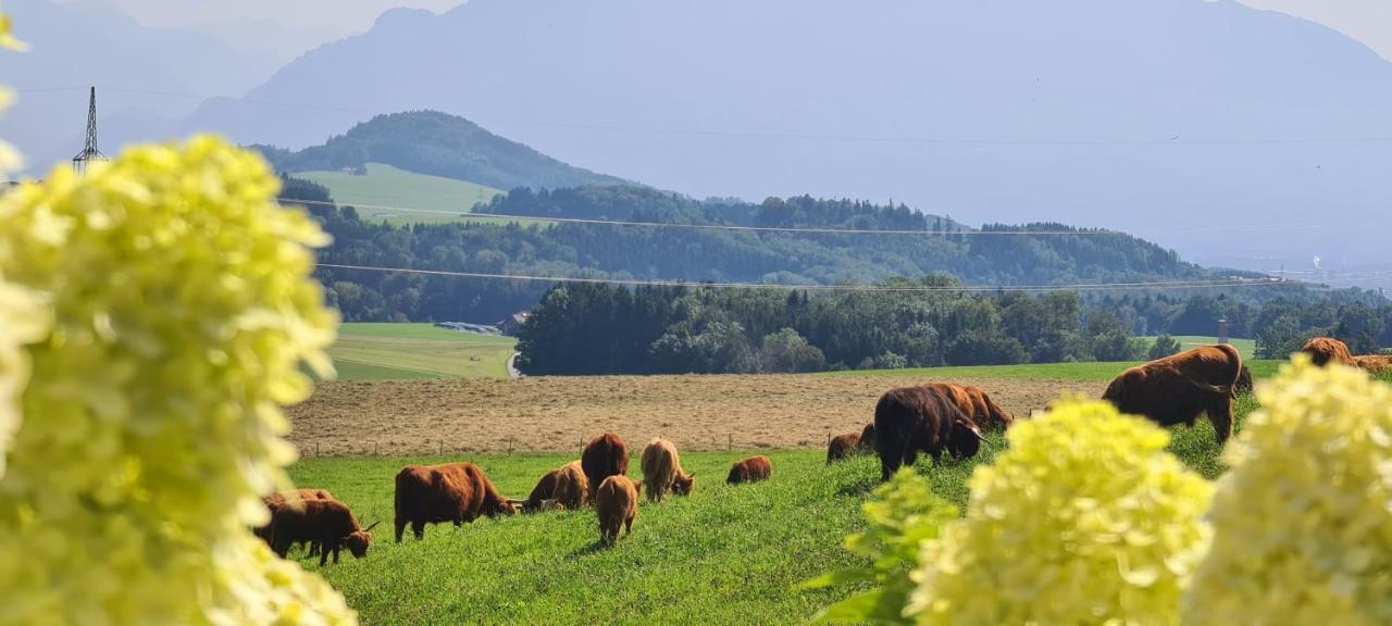 Idyllische Designer-apartments Am Bio-bauernhof In Salzburgerseenland Schmiding 10 *